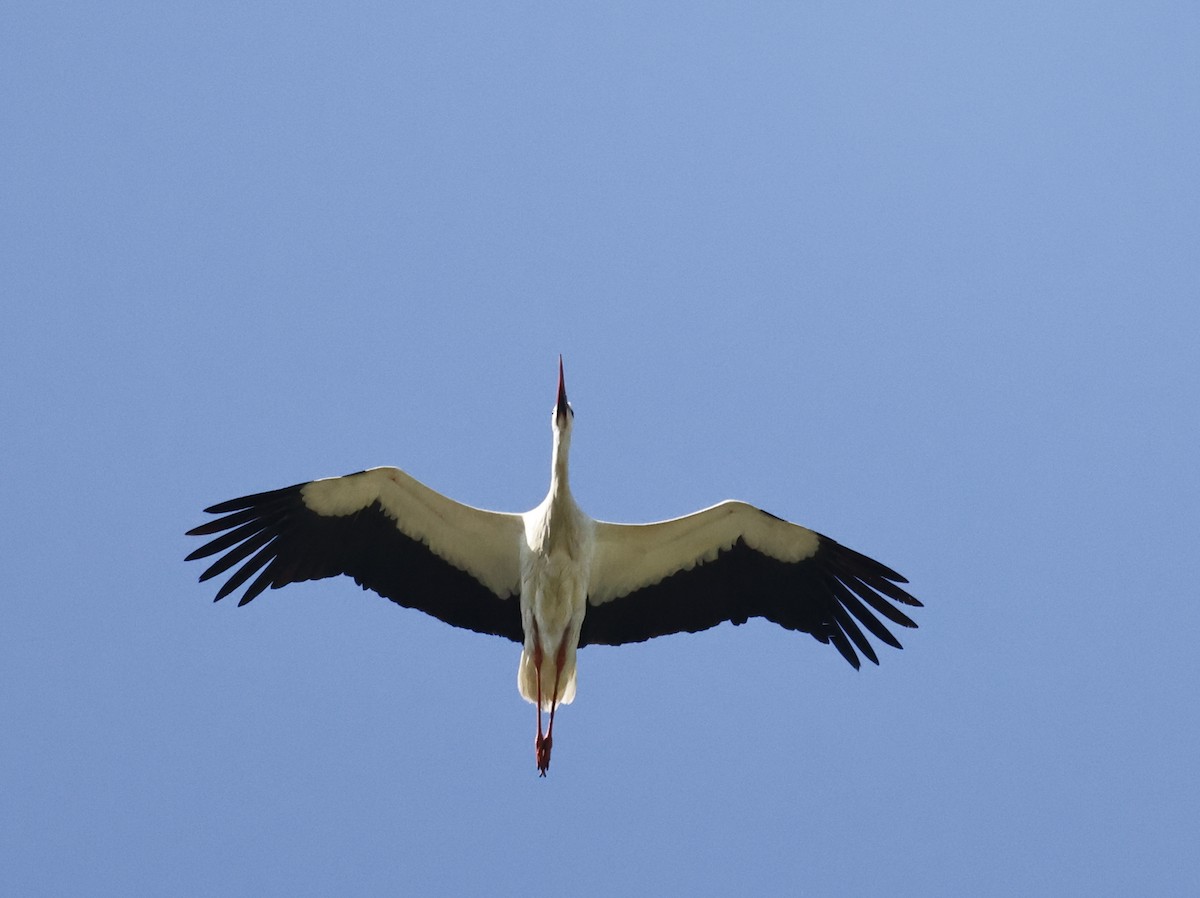 White Stork - leon berthou