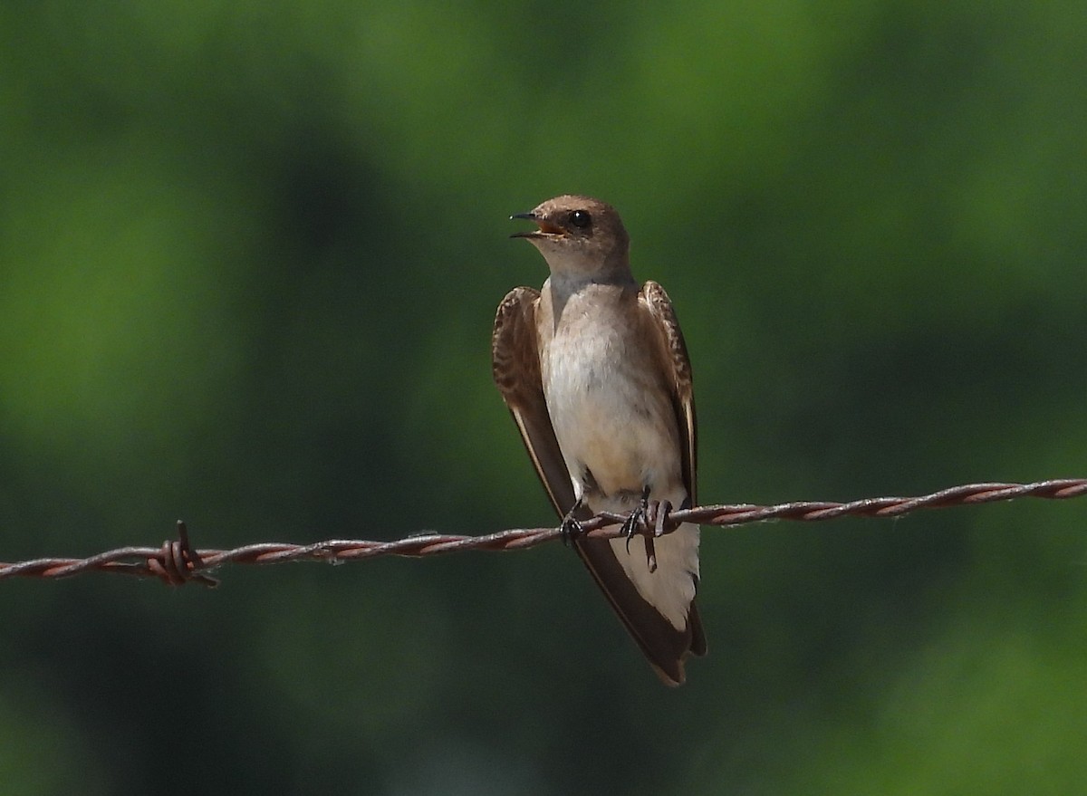 Northern Rough-winged Swallow - ML567668201