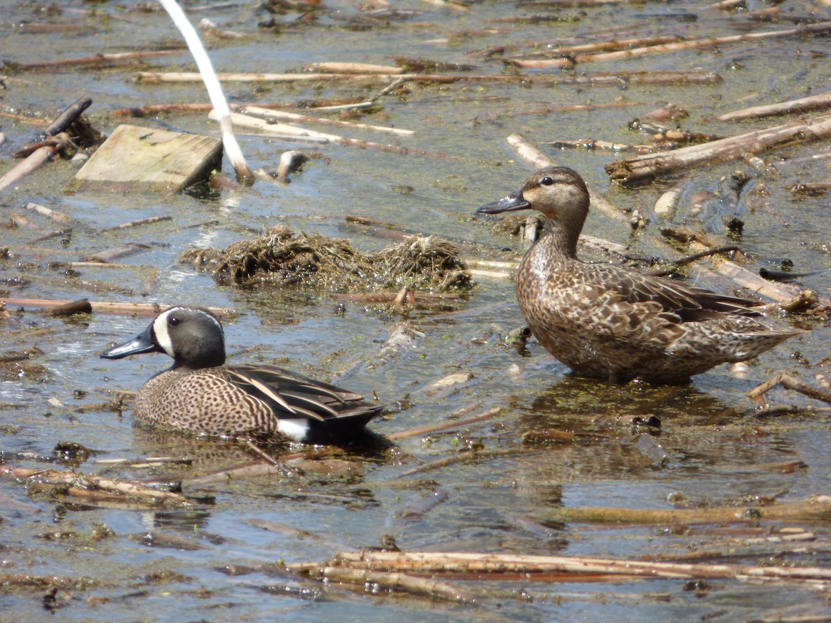 Blue-winged Teal - Matt Bennink