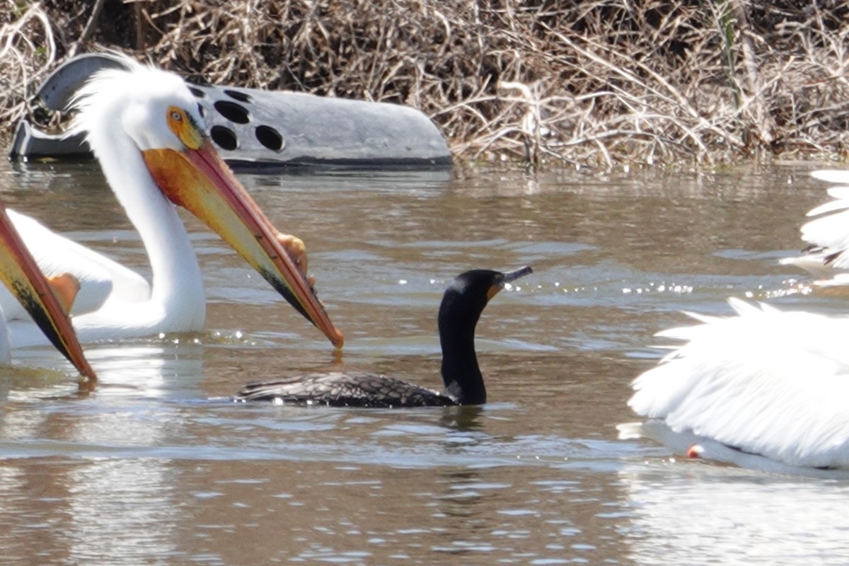 Double-crested Cormorant - ML567668241
