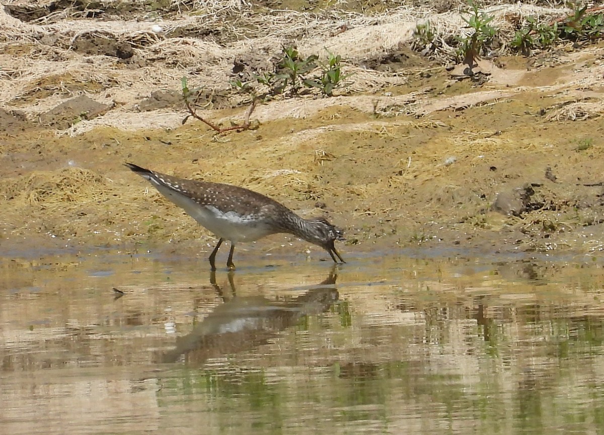 Solitary Sandpiper - ML567668711