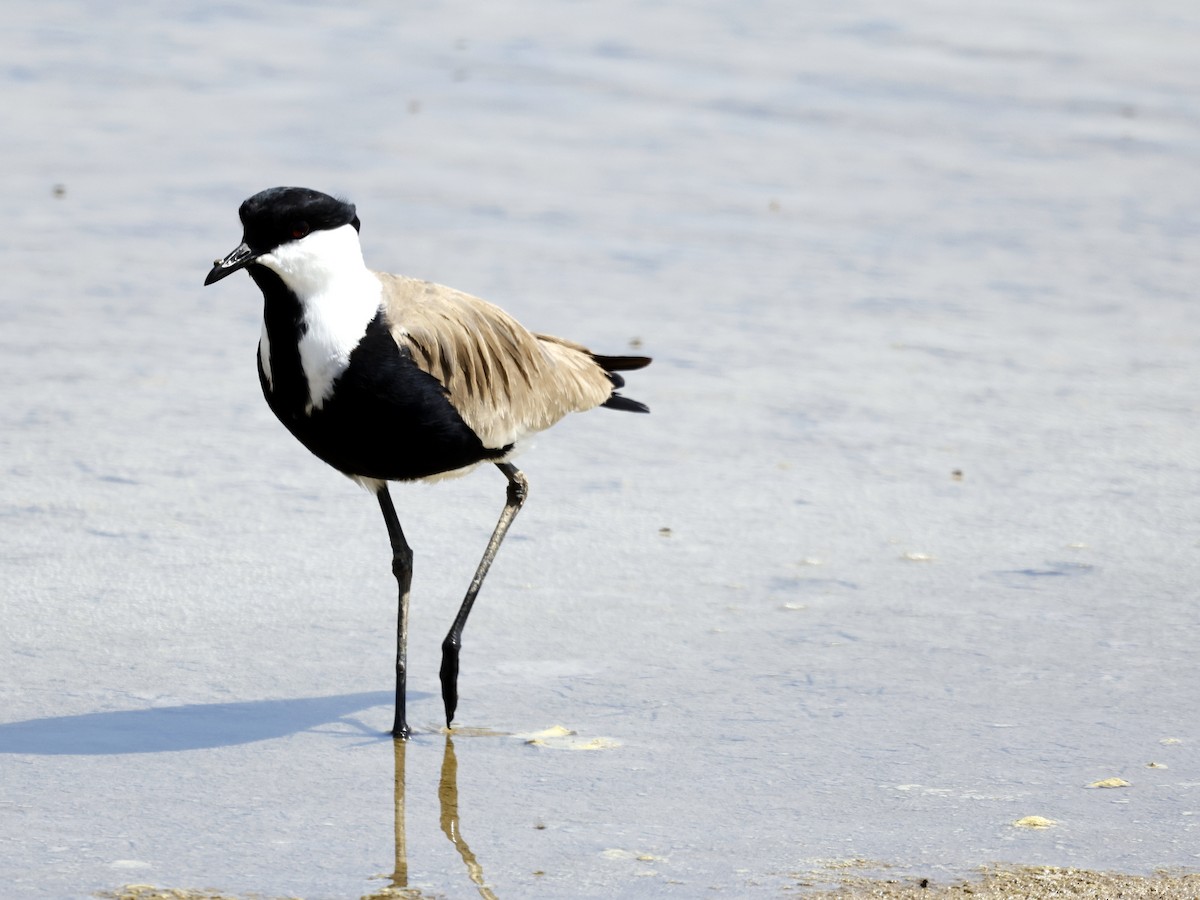 Spur-winged Lapwing - leon berthou