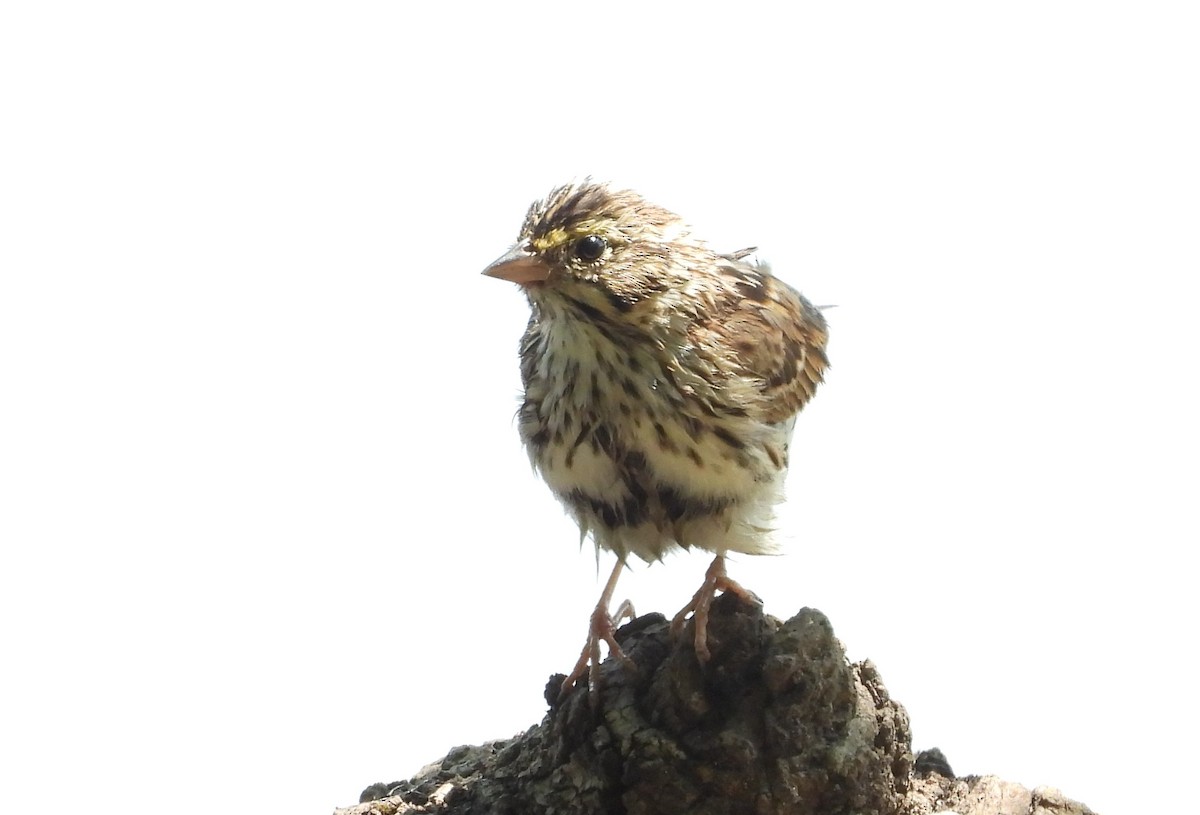 Savannah Sparrow - ML567669601