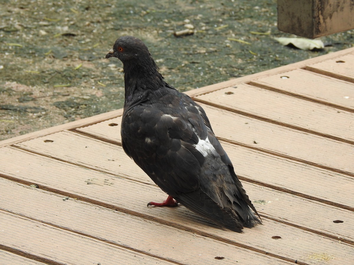Rock Pigeon (Feral Pigeon) - ML567669671