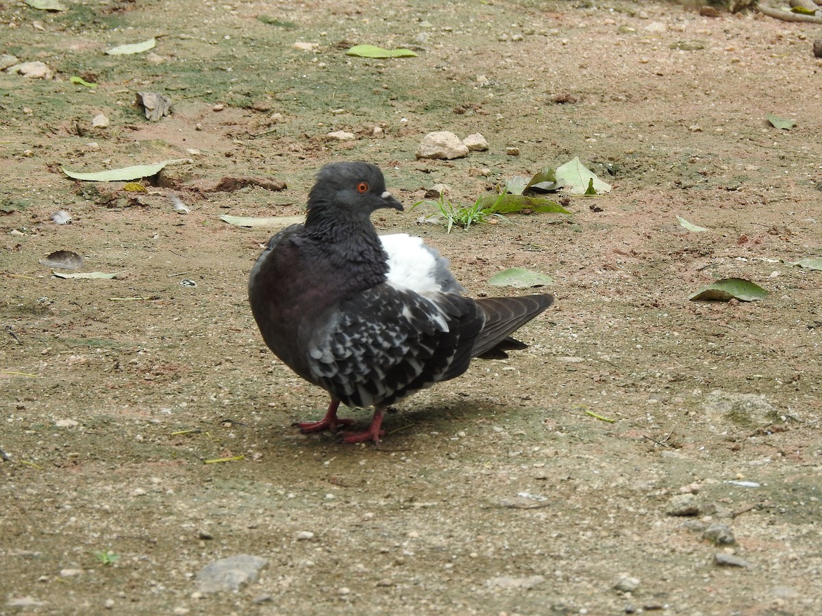Rock Pigeon (Feral Pigeon) - ML567669681