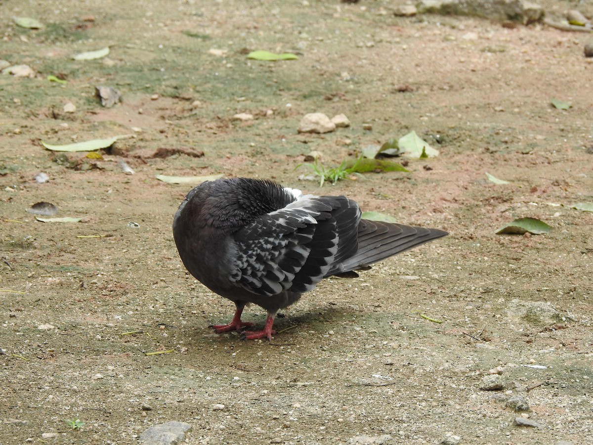 Rock Pigeon (Feral Pigeon) - ML567669691