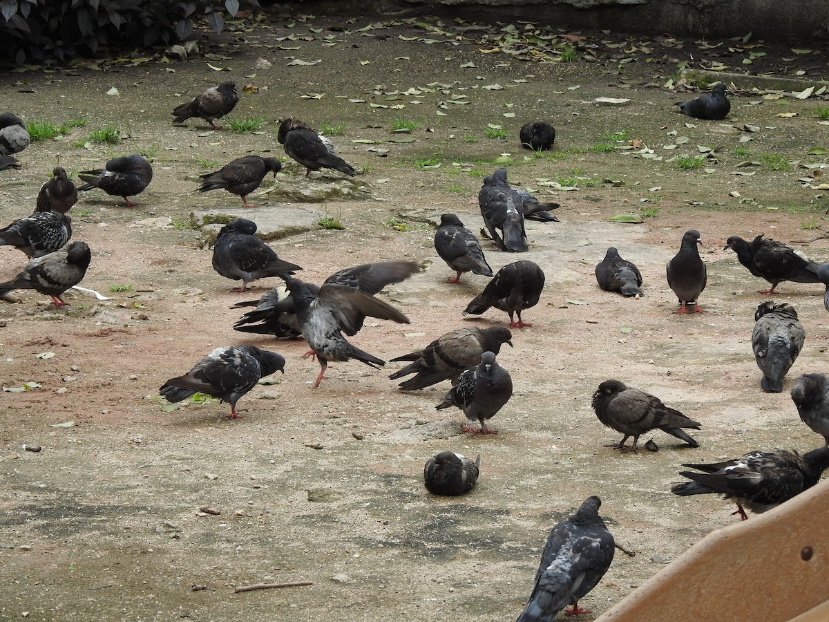 Rock Pigeon (Feral Pigeon) - ML567669711