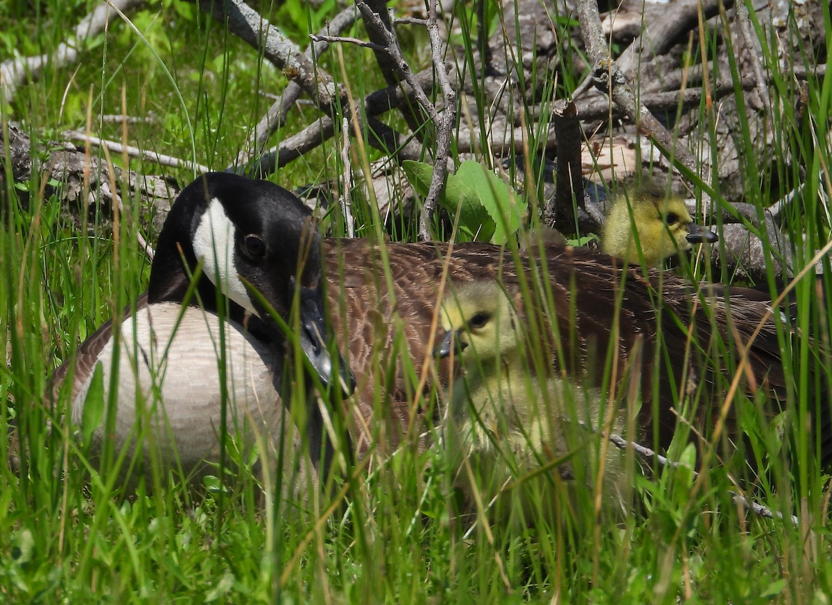 Canada Goose - ML567670471