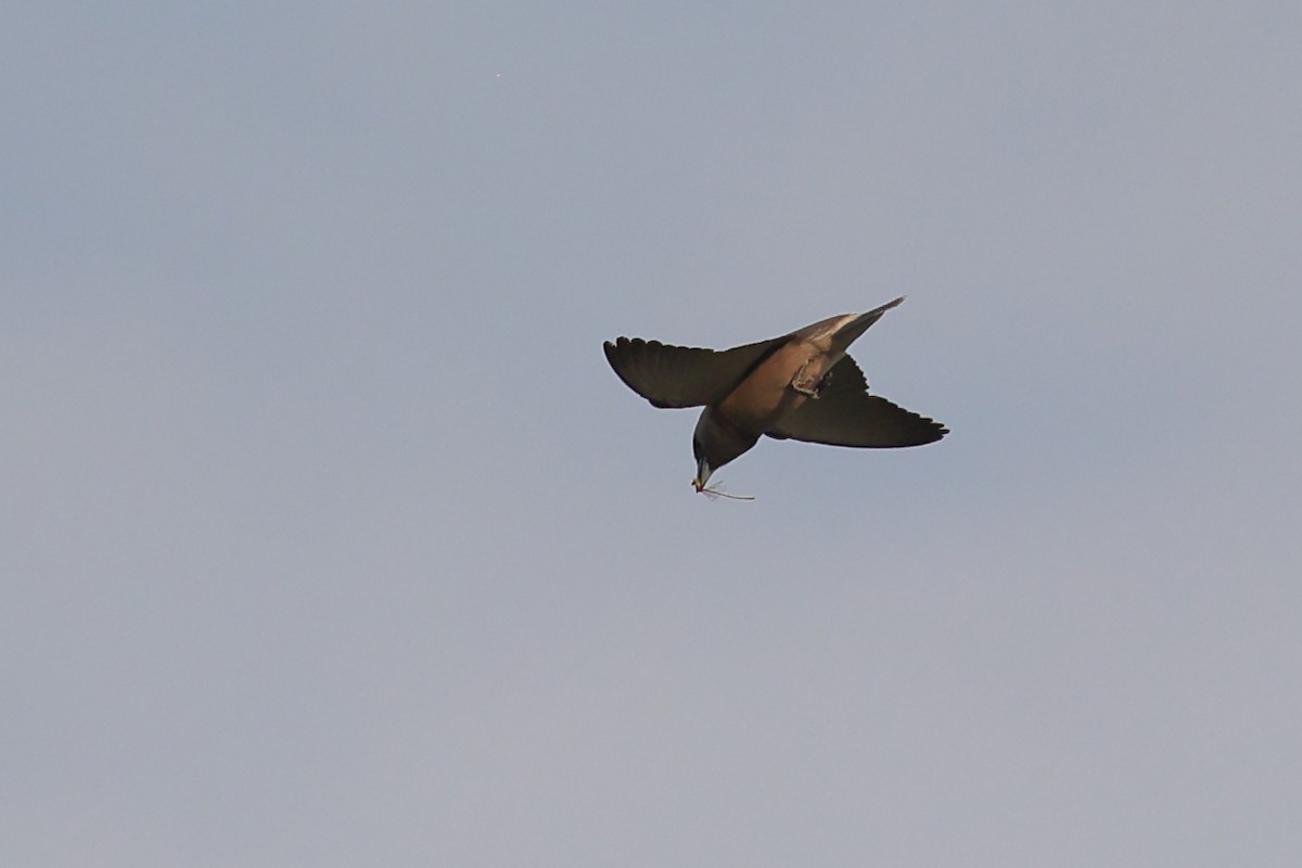 Ashy Woodswallow - ML567670641