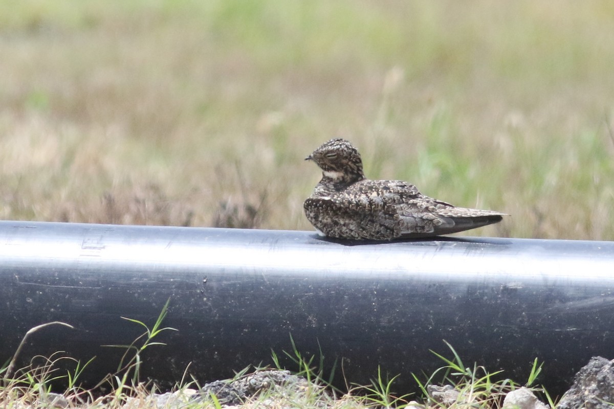 Common Nighthawk - ML567671361