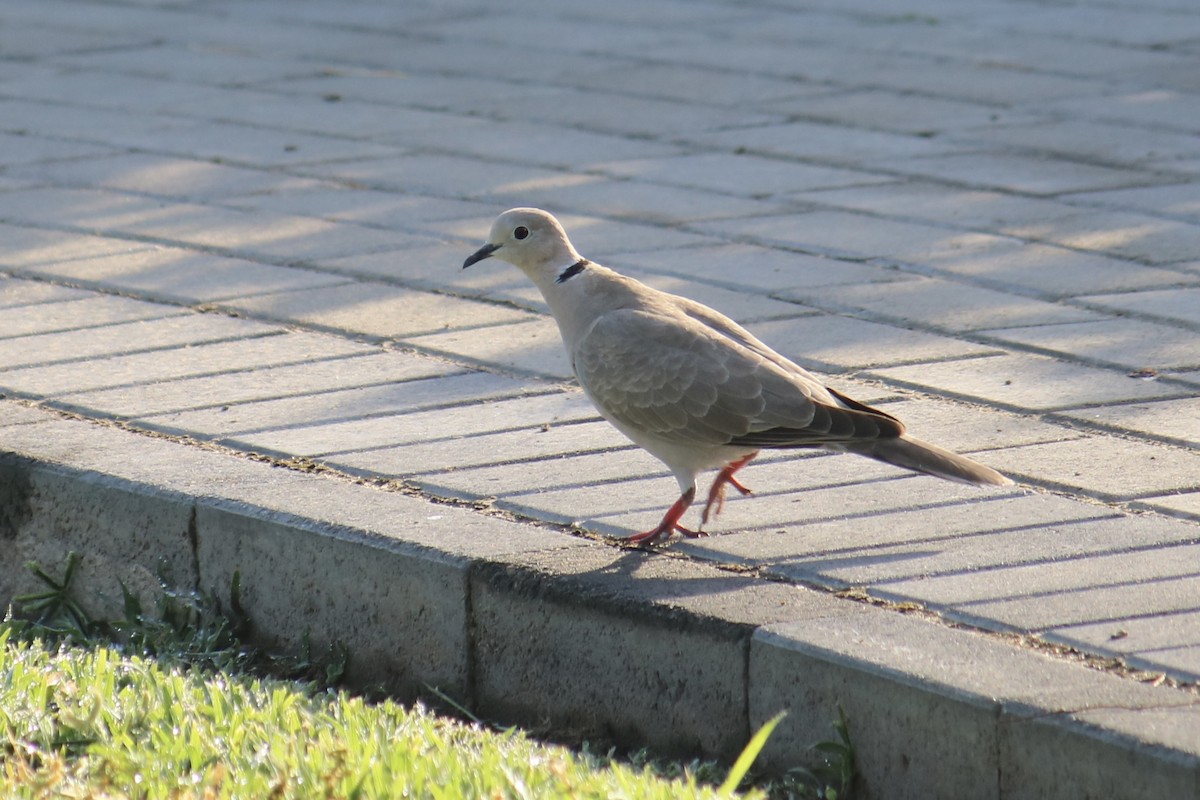 Eurasian Collared-Dove - ML567671661