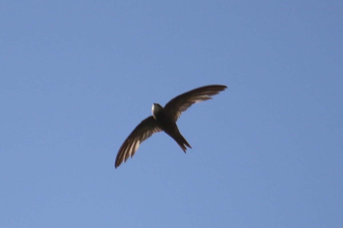 Pallid Swift - ML567671861