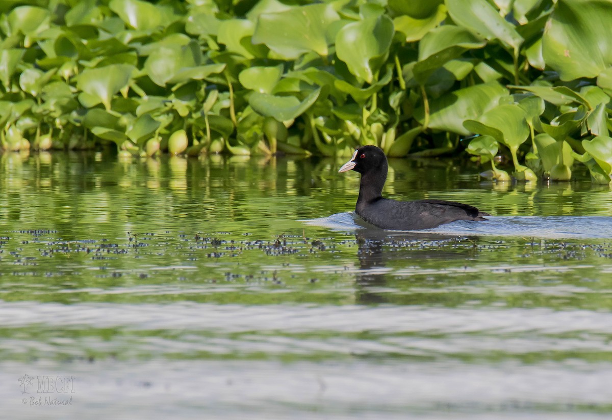 Eurasian Coot - ML567673191