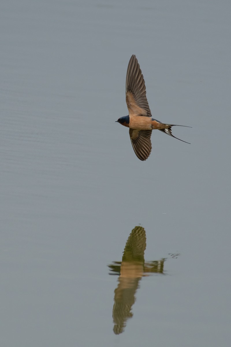 Golondrina Común - ML567673231