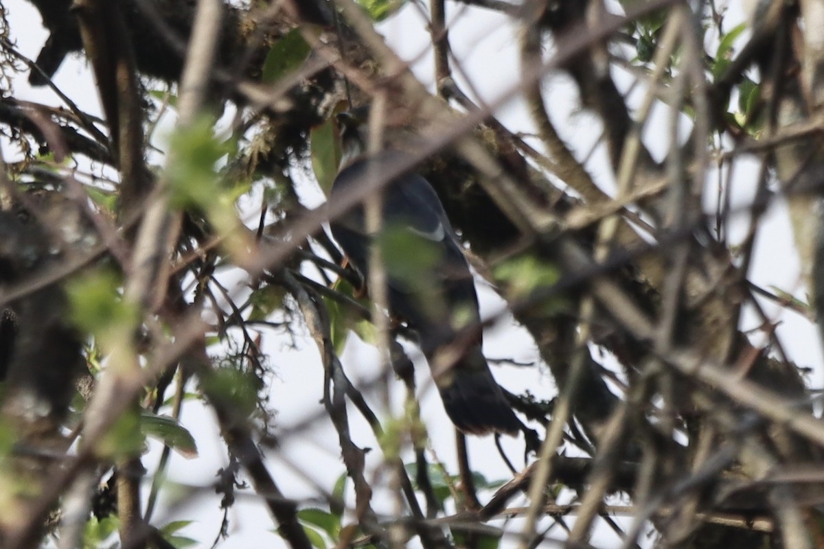 Hodgson's Hawk-Cuckoo - ML567674181