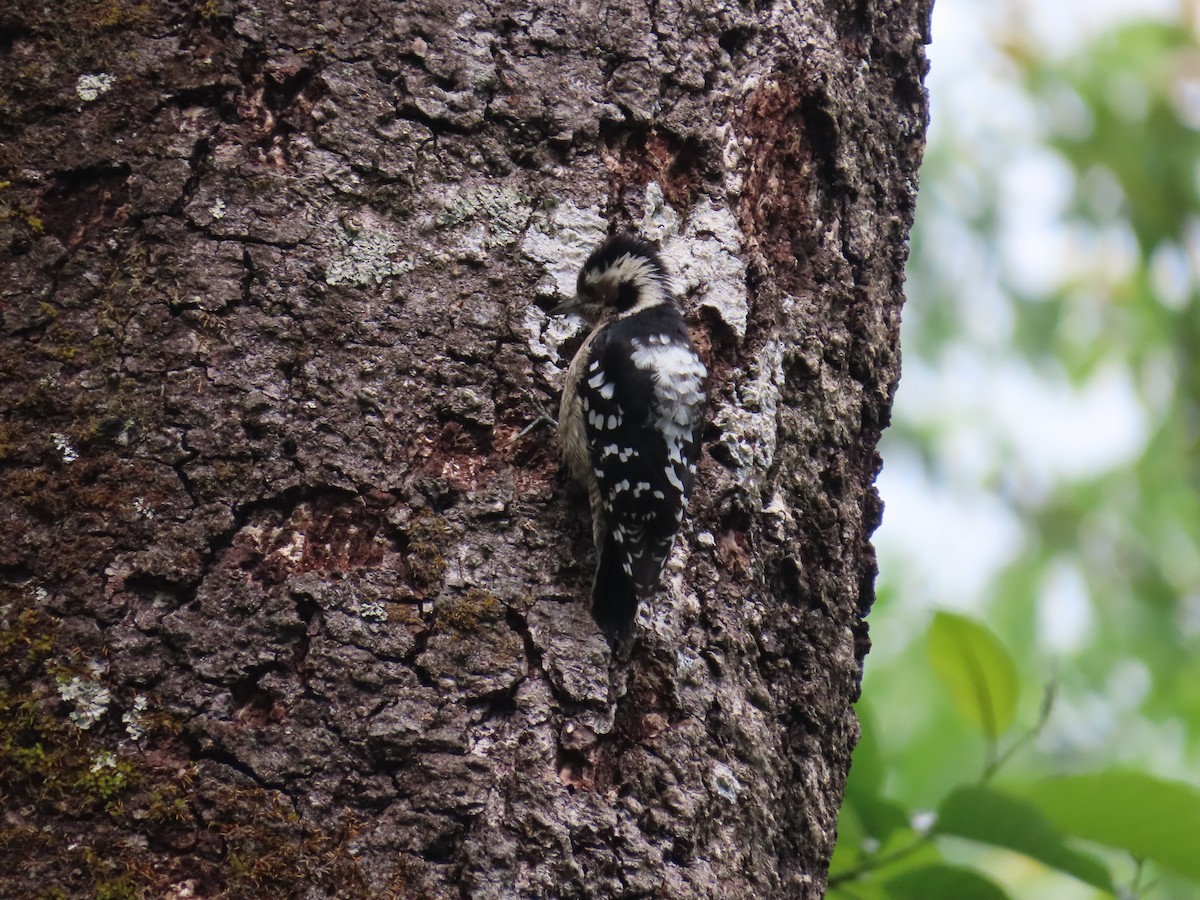 Gray-capped Pygmy Woodpecker - ML567674401