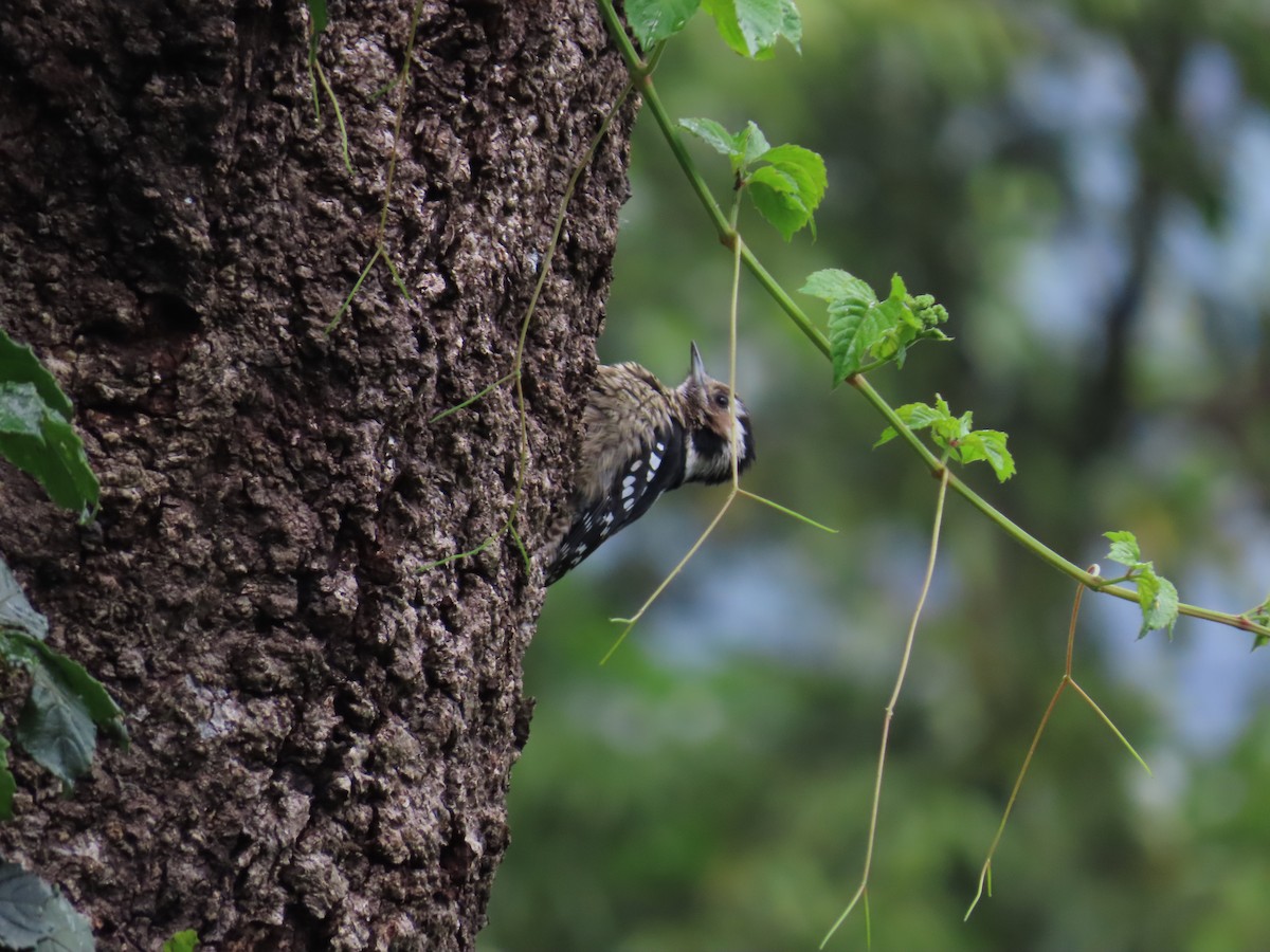 Gray-capped Pygmy Woodpecker - ML567674621