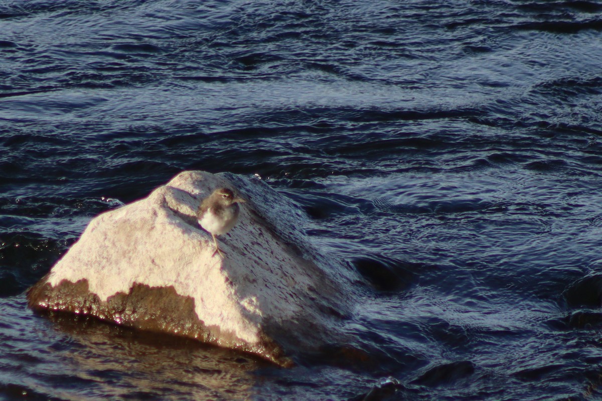 Spotted Sandpiper - ML567674911