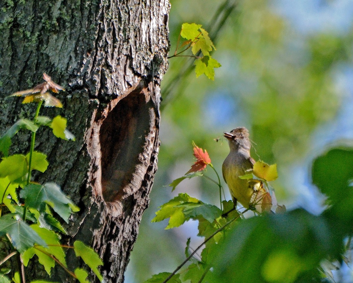 Great Crested Flycatcher - Jim Easton