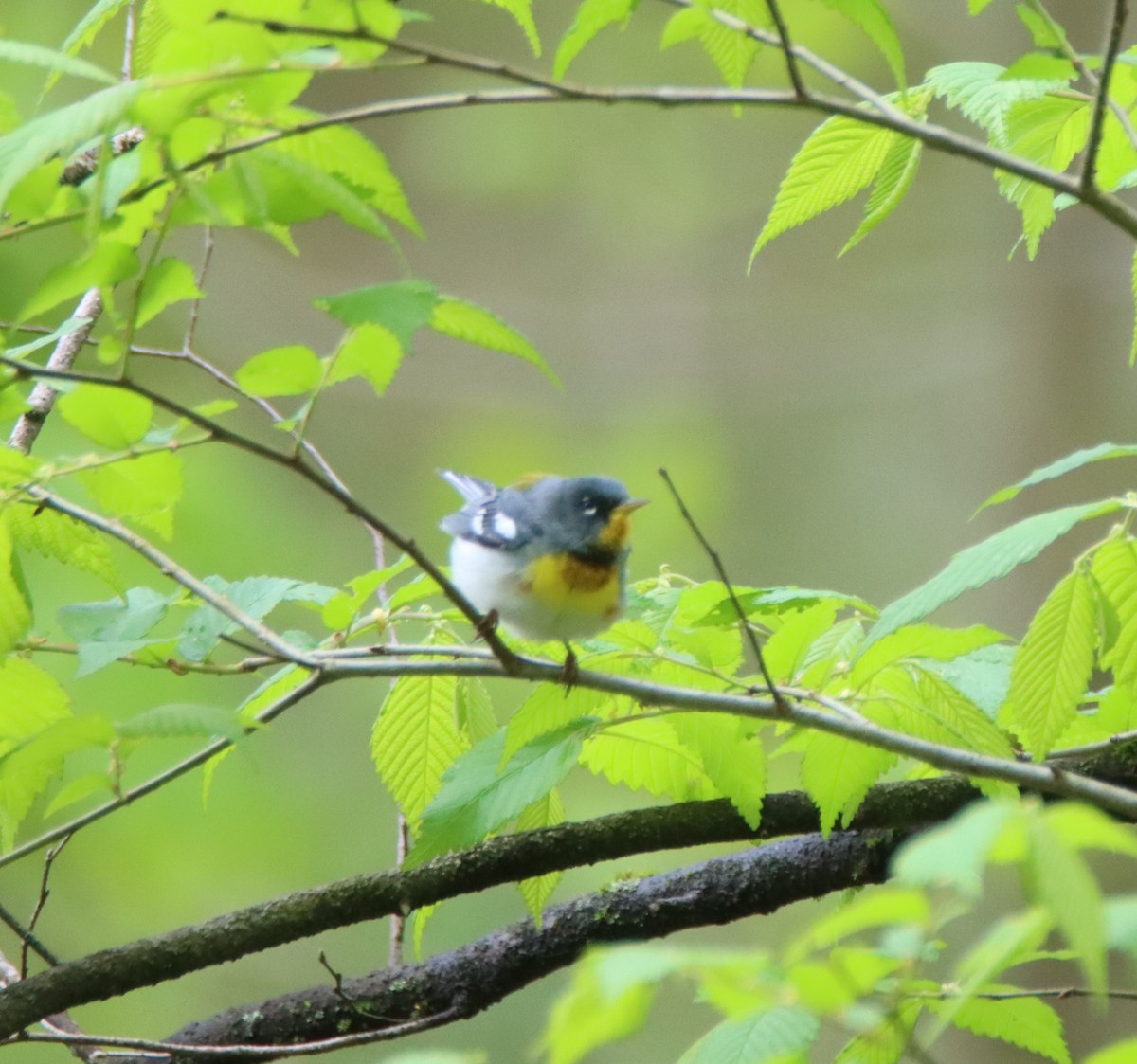 Northern Parula - David Lehner