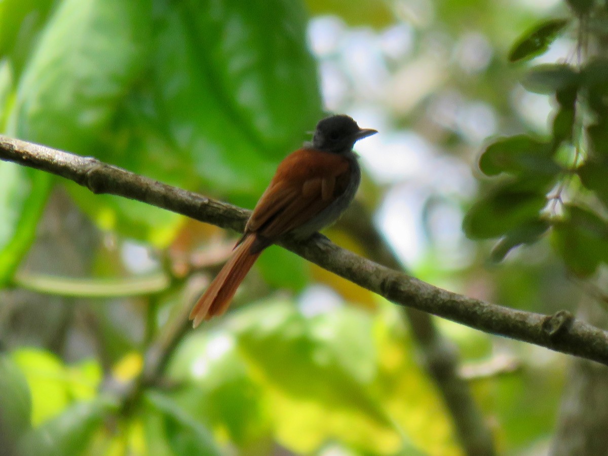 Bates's Paradise-Flycatcher - ML567675661