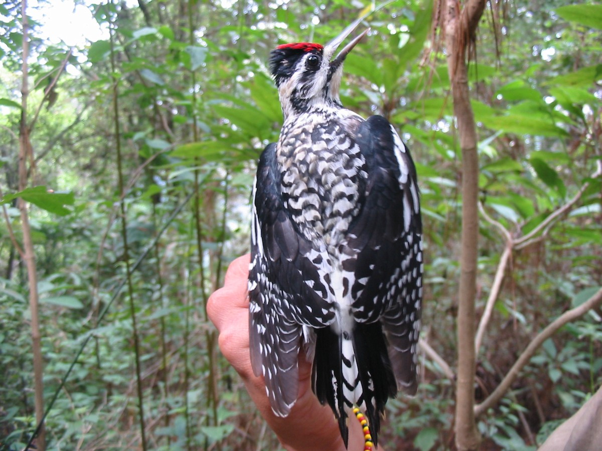 Yellow-bellied Sapsucker - ML56767581