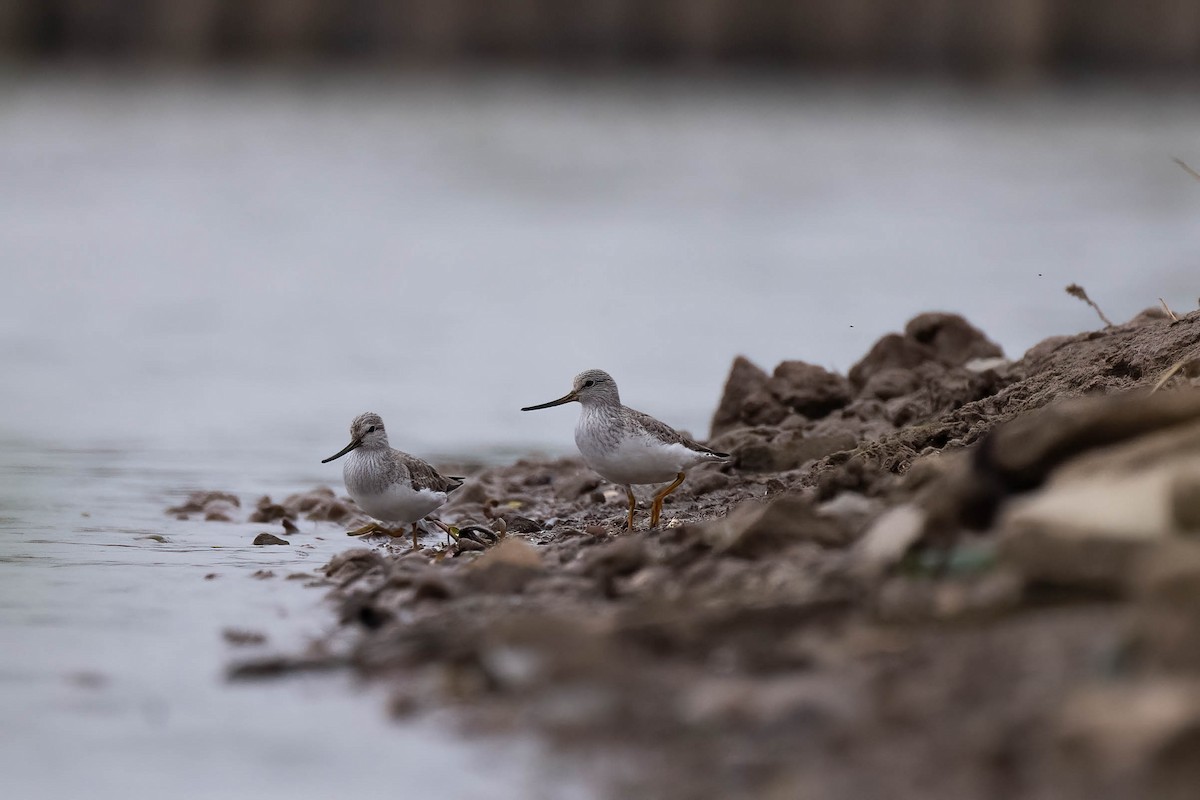 Terek Sandpiper - ML567676791