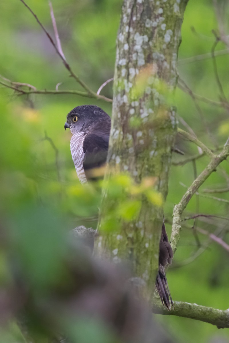 Japanese Sparrowhawk - ML567676861