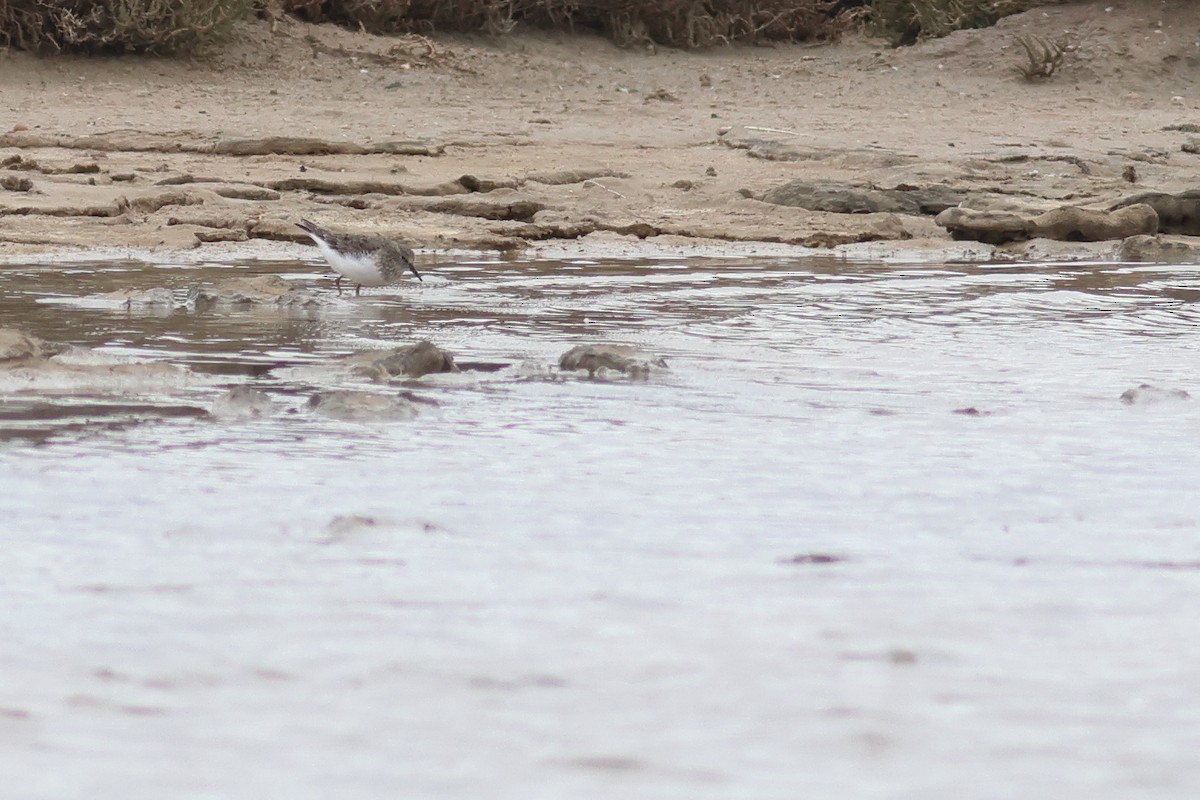 Temminck's Stint - ML567679861