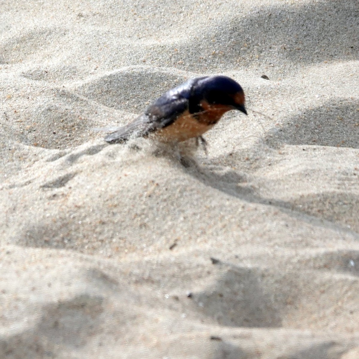 Barn Swallow - Steve Keith