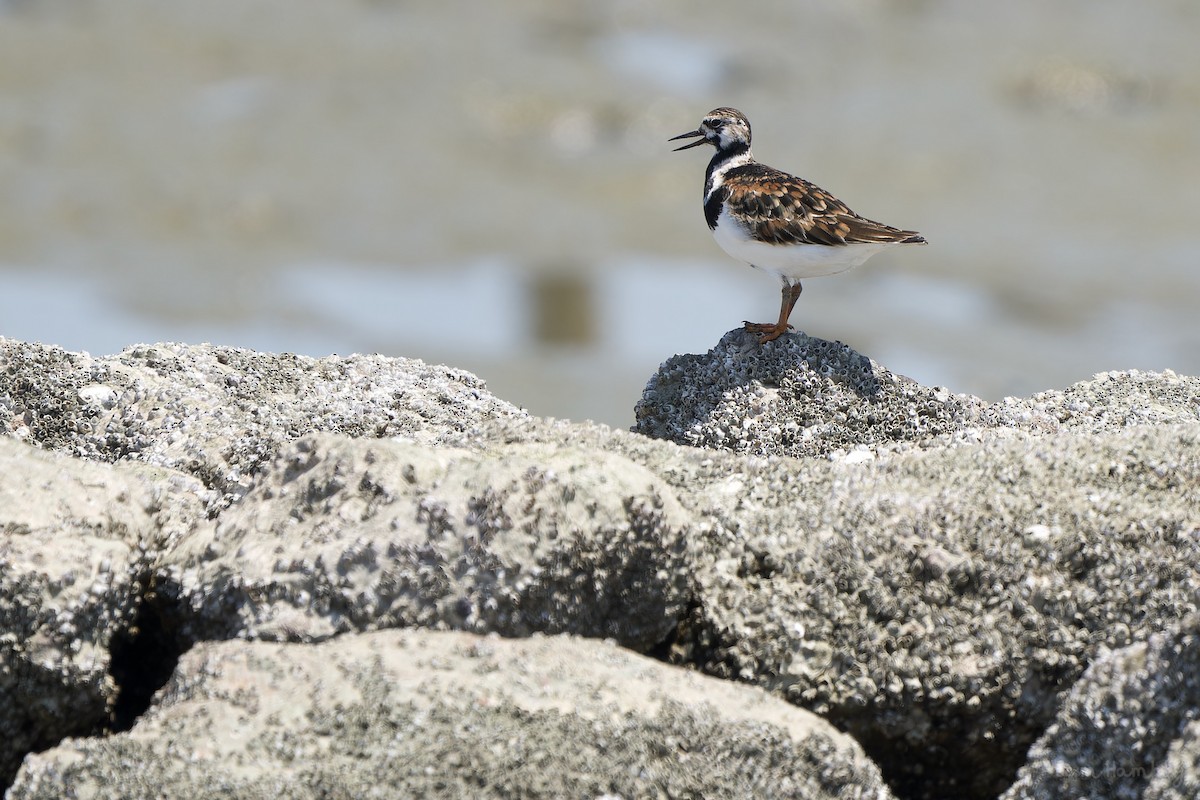 Ruddy Turnstone - ML567680611