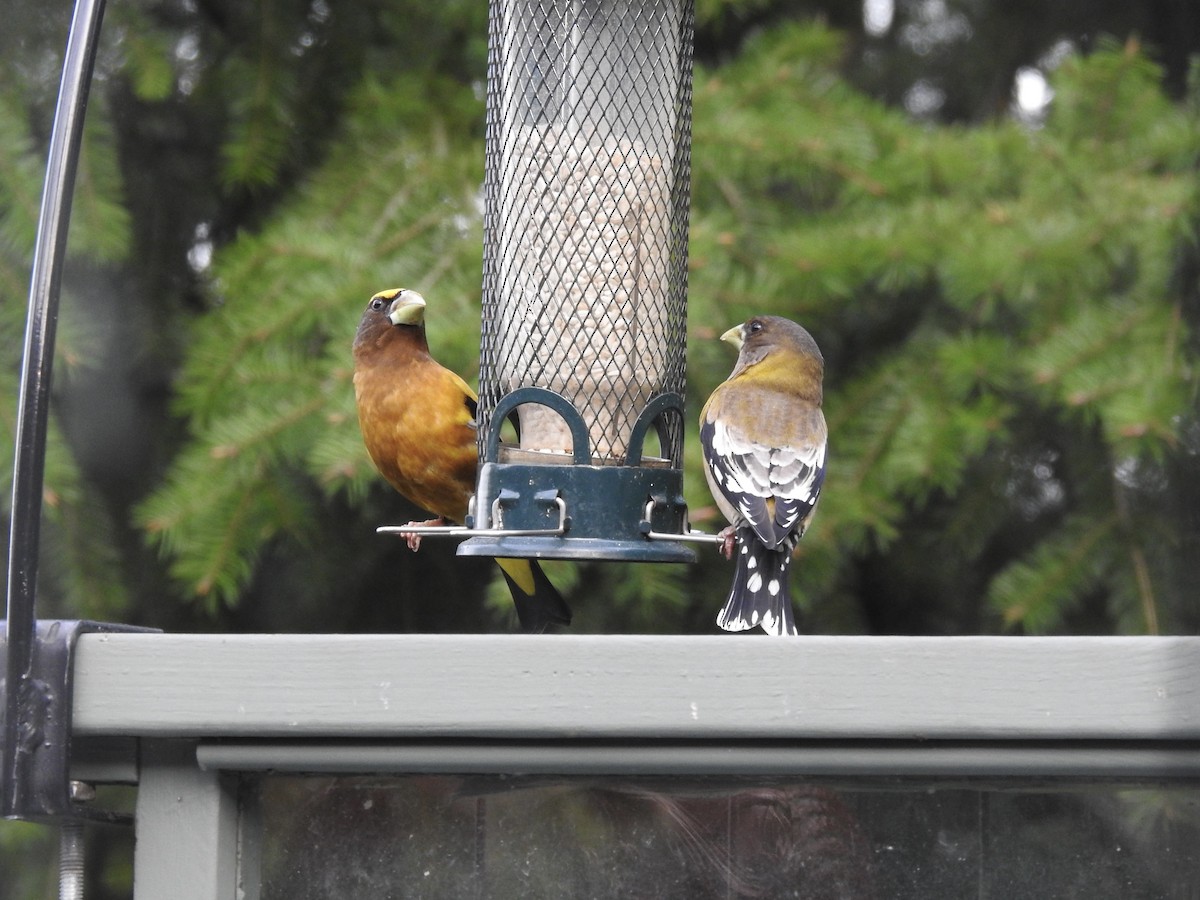 Evening Grosbeak - Pauline Sterin