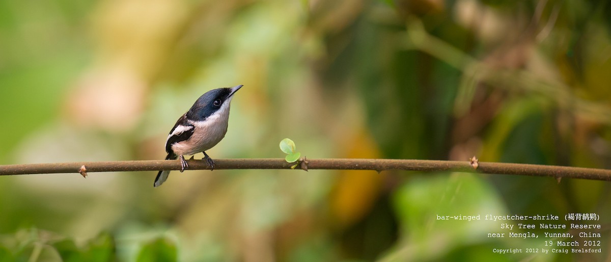 Bar-winged Flycatcher-shrike - ML56768201