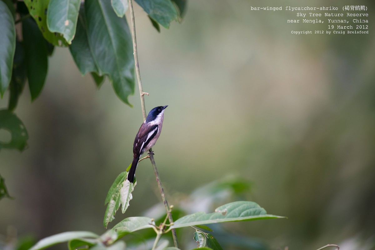 Bar-winged Flycatcher-shrike - ML56768221