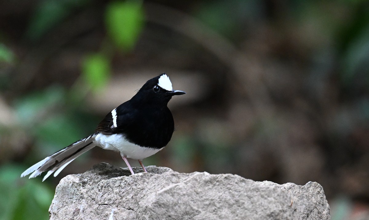 White-crowned Forktail - ML567682261
