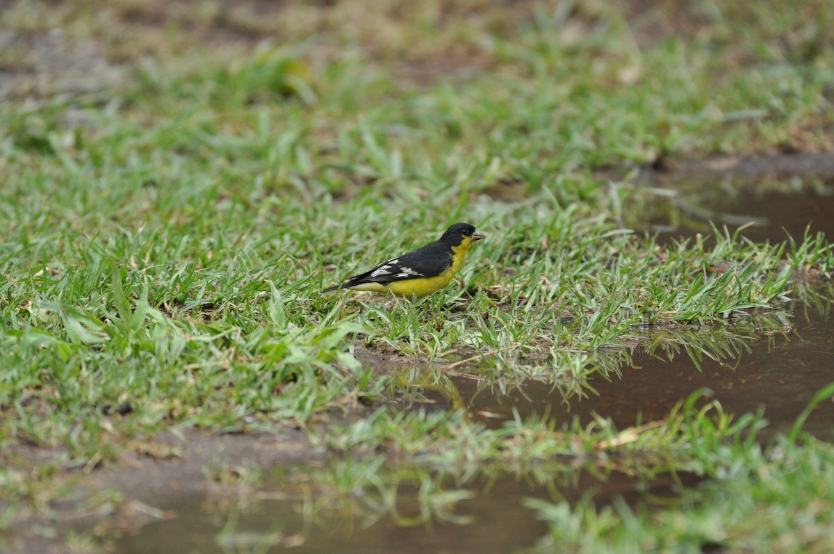 Lesser Goldfinch - Anonymous