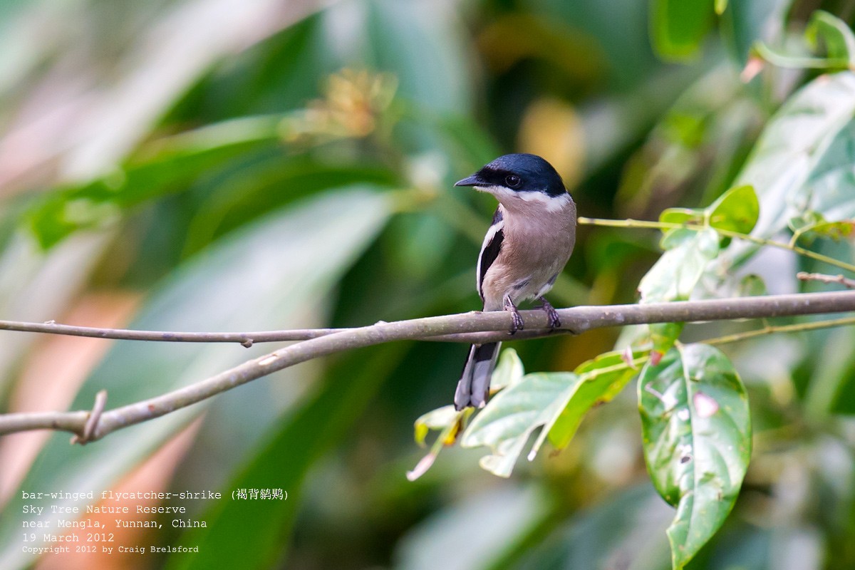 Bar-winged Flycatcher-shrike - ML56768241