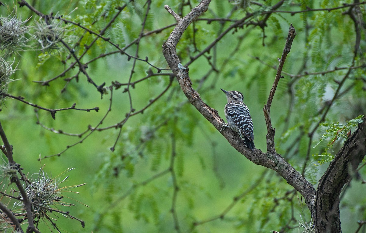 Ladder-backed Woodpecker - Anonymous