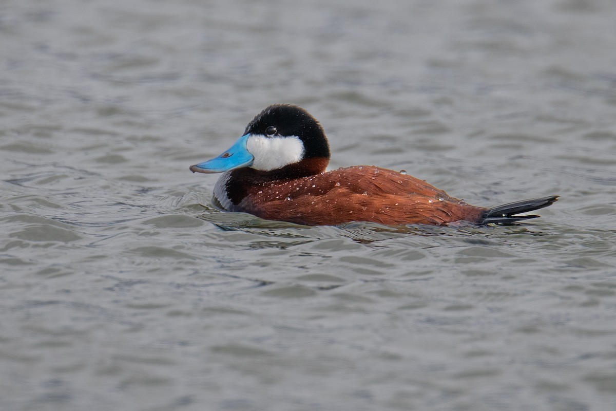 Ruddy Duck - ML567683531