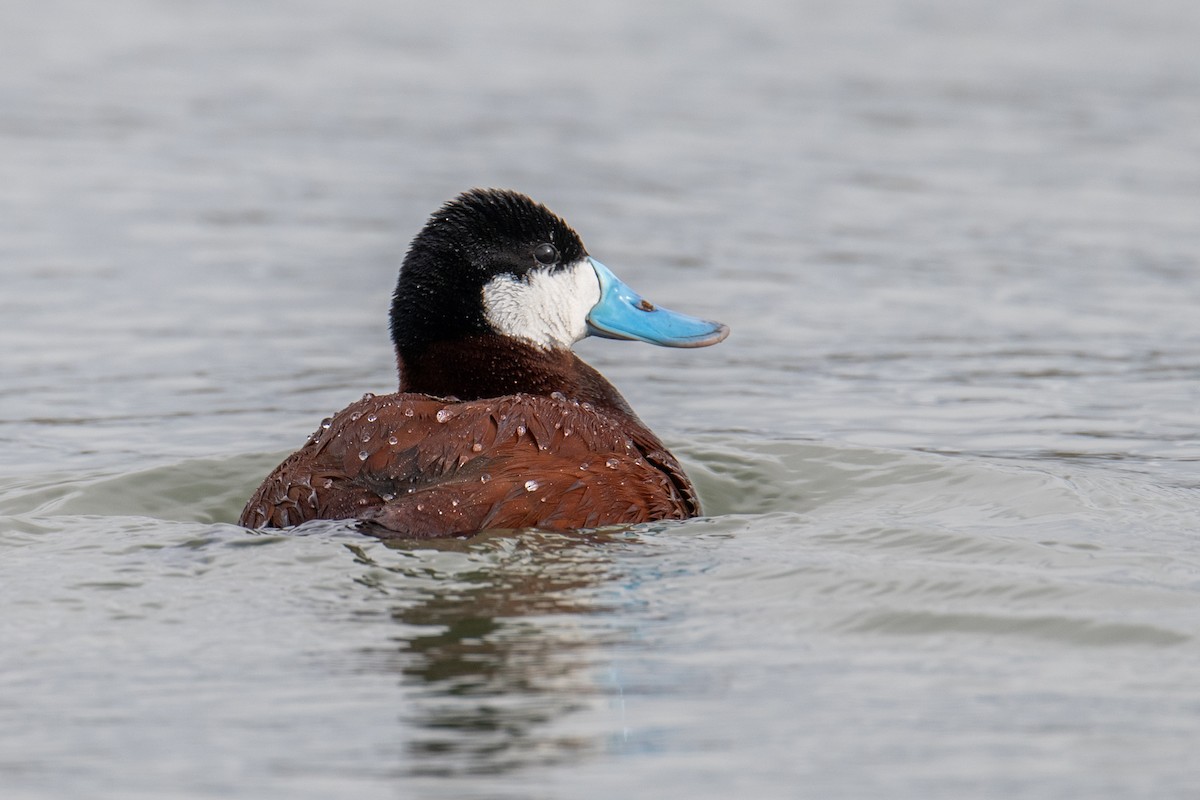 Ruddy Duck - ML567683551