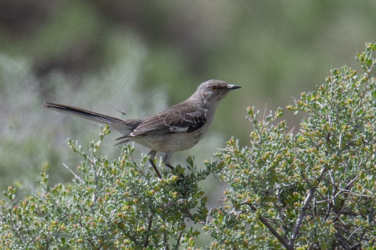 Northern Mockingbird - ML567684051