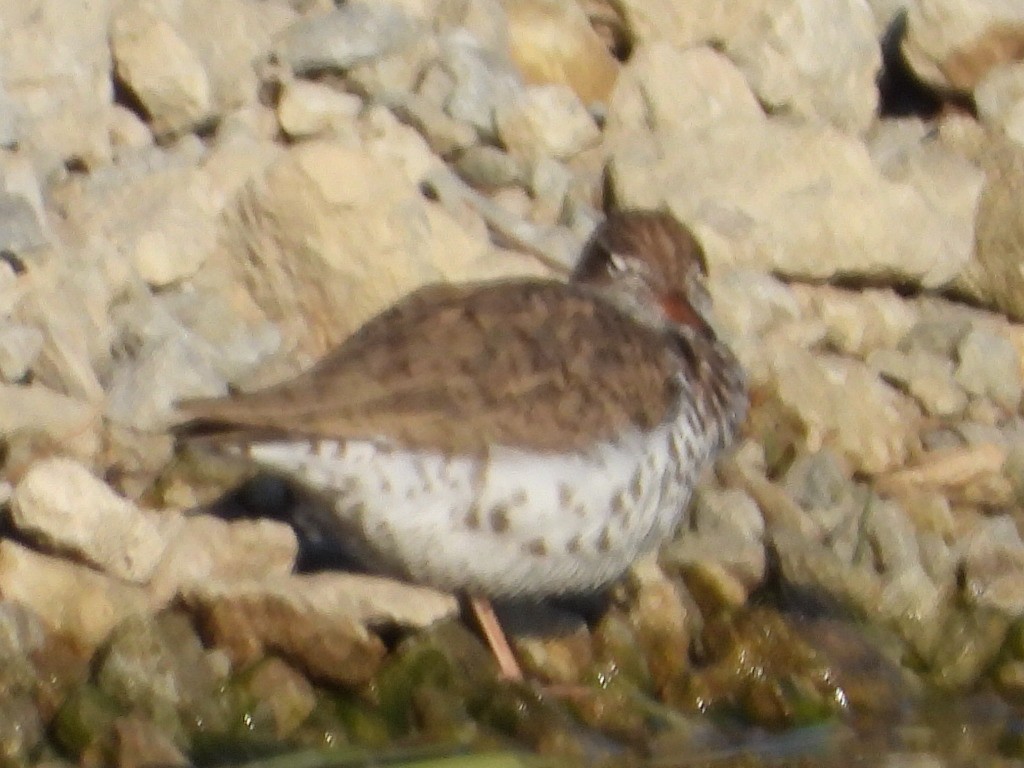 Spotted Sandpiper - ML567684131