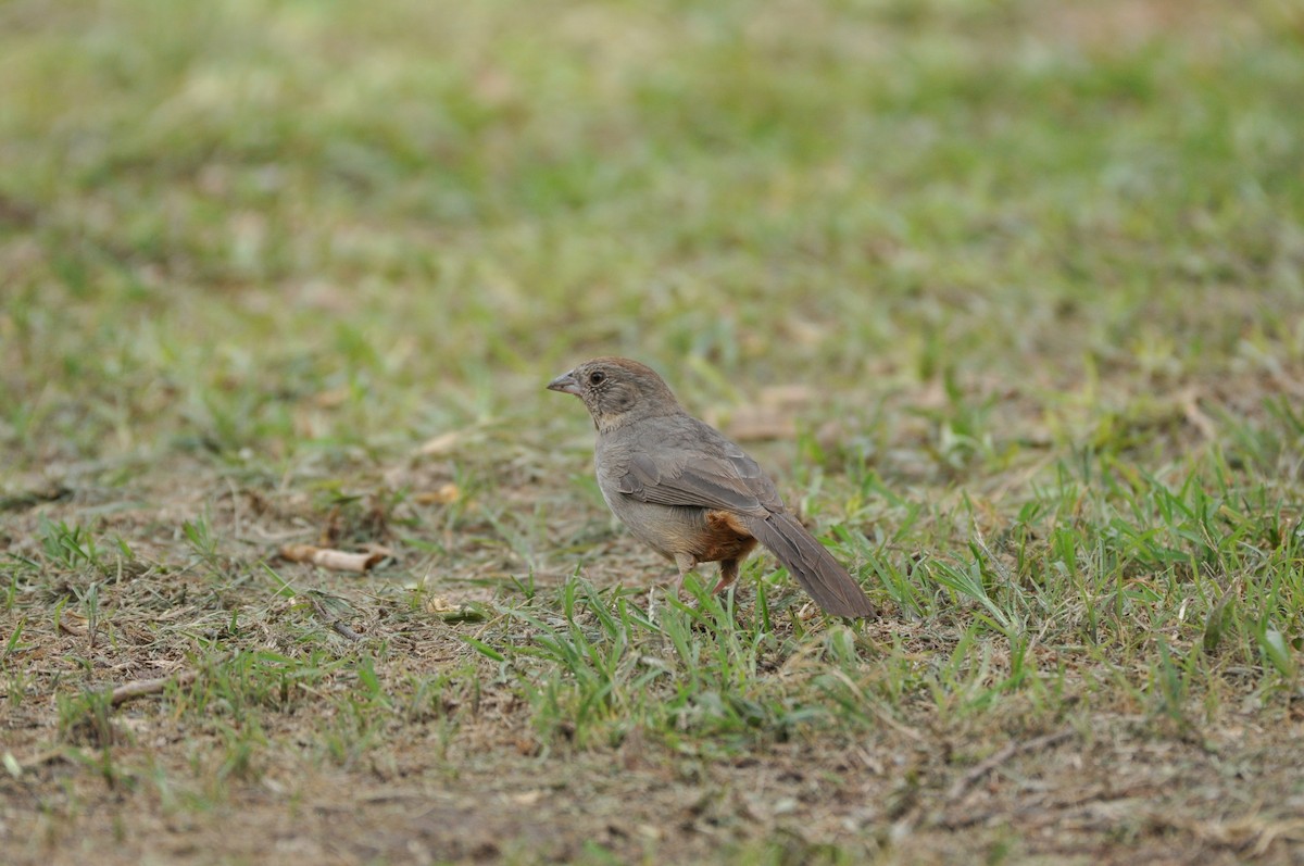 Canyon Towhee - Anonymous