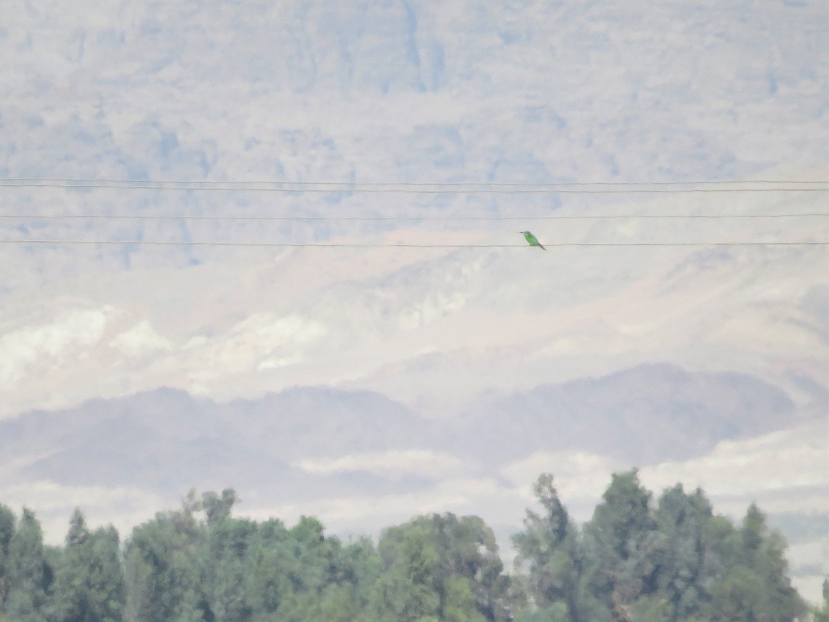 Blue-cheeked Bee-eater - ML567684391