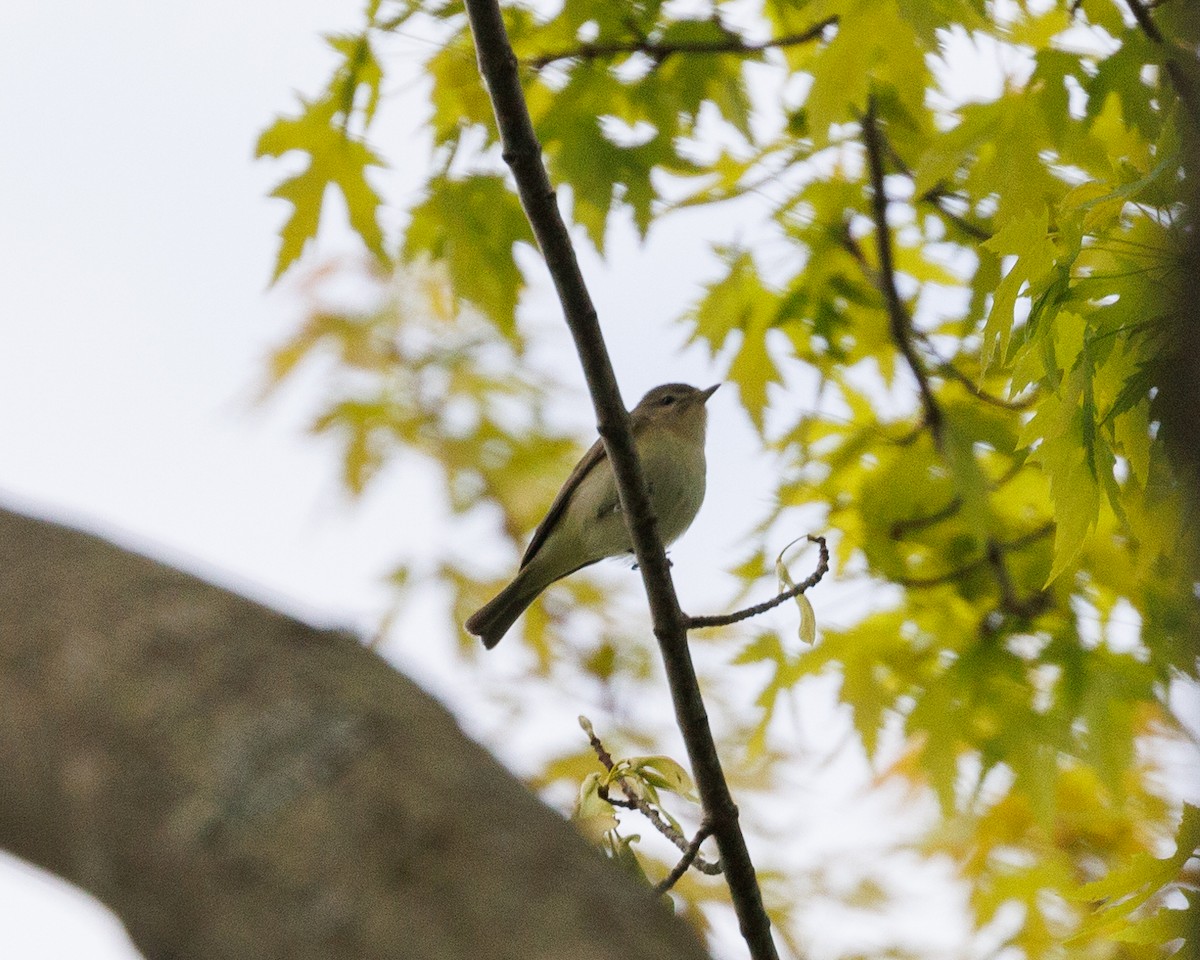 Warbling Vireo - ML567684441