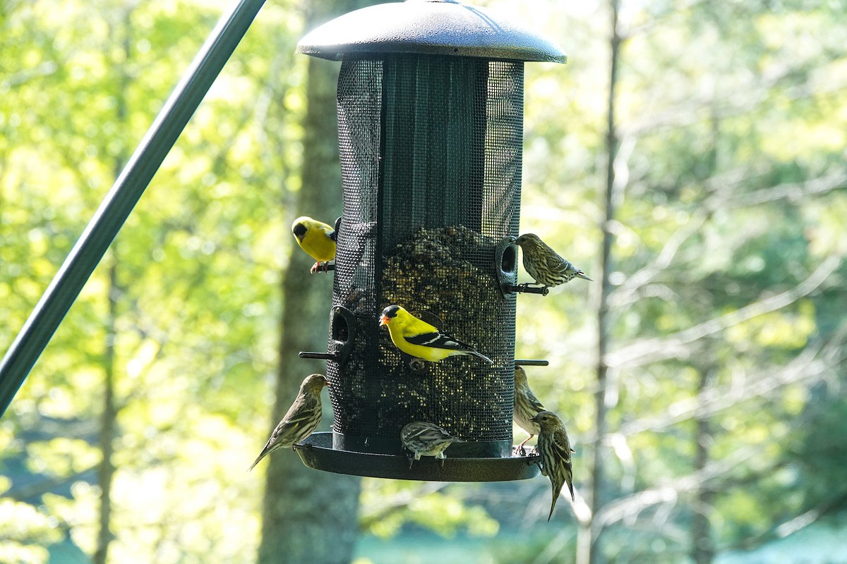 American Goldfinch - M&D Freudenberg