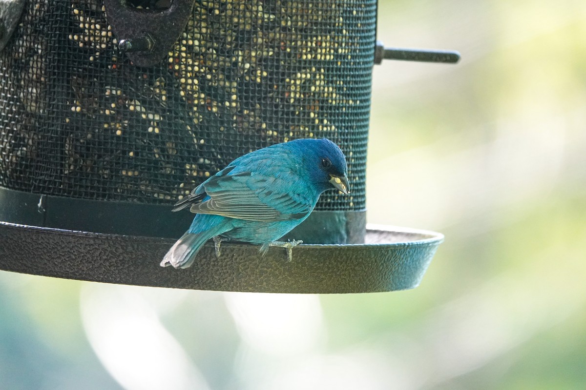 Indigo Bunting - M&D Freudenberg