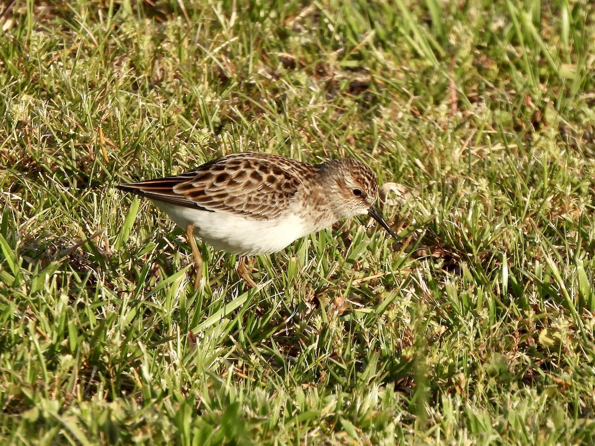 pygmésnipe - ML567686841