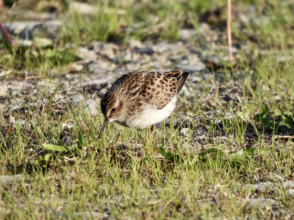 pygmésnipe - ML567686851