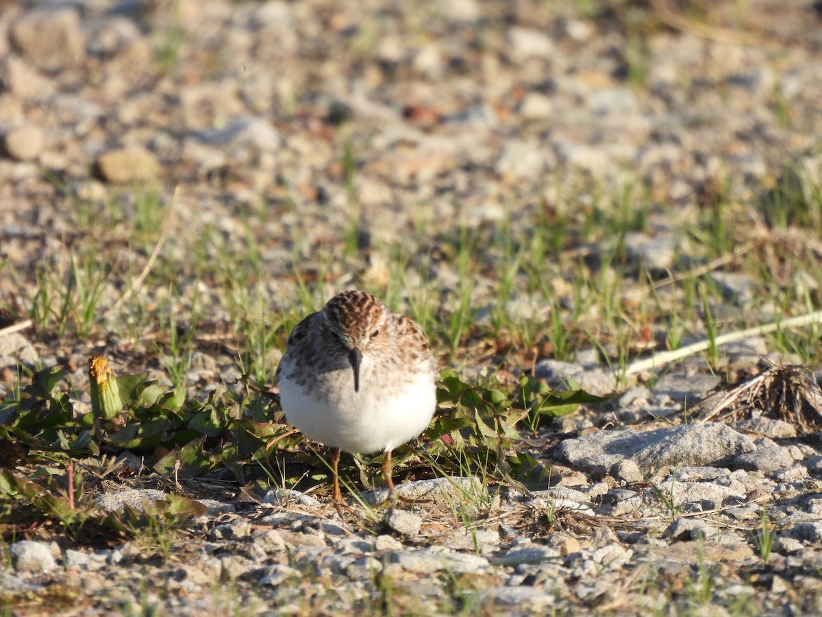 pygmésnipe - ML567686861